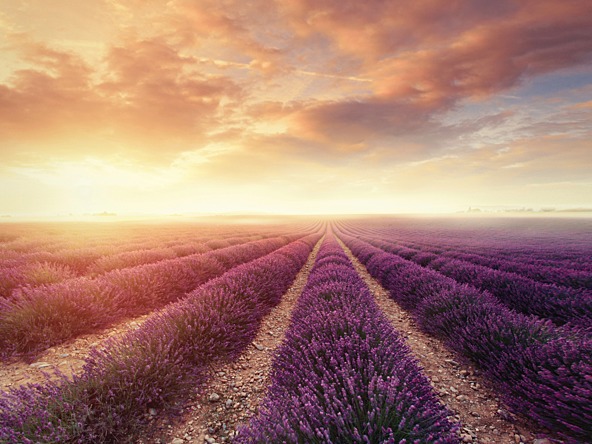 Fragrance_Purple_Flower_Landscape_Sunset